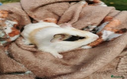 Guinea Pig rodents for sale: Pair of Brother Guinipigs 4 weeks old - Image 10