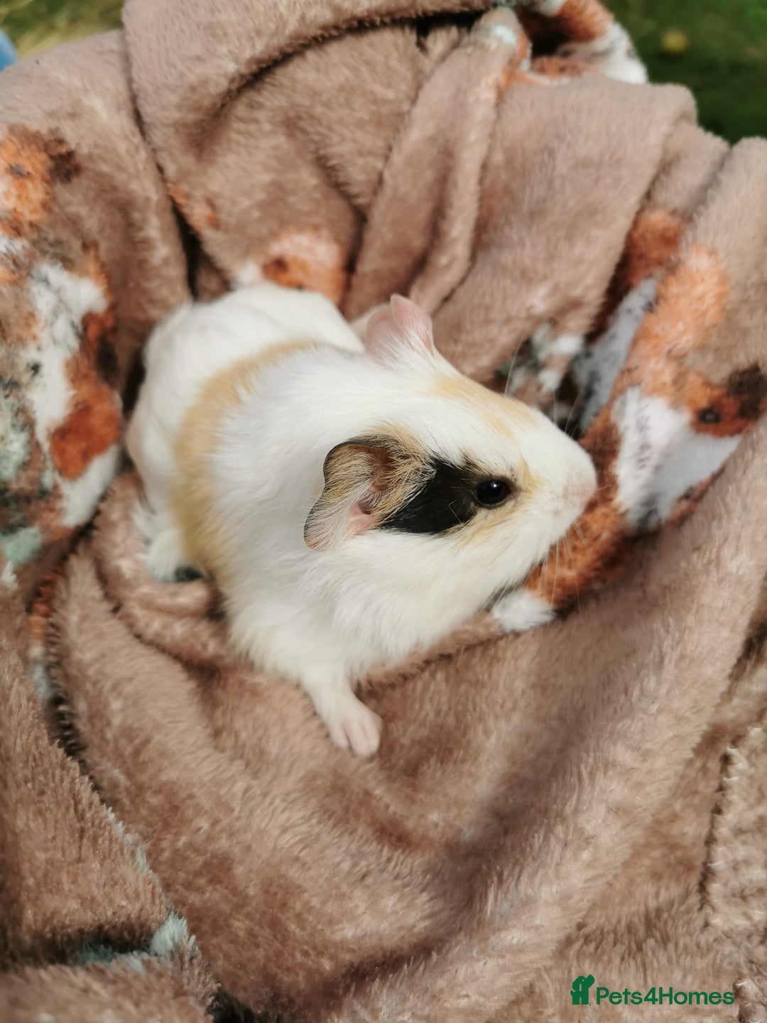 Guinea Pig rodents for sale: Pair of Brother Guinipigs 4 weeks old - Image 10