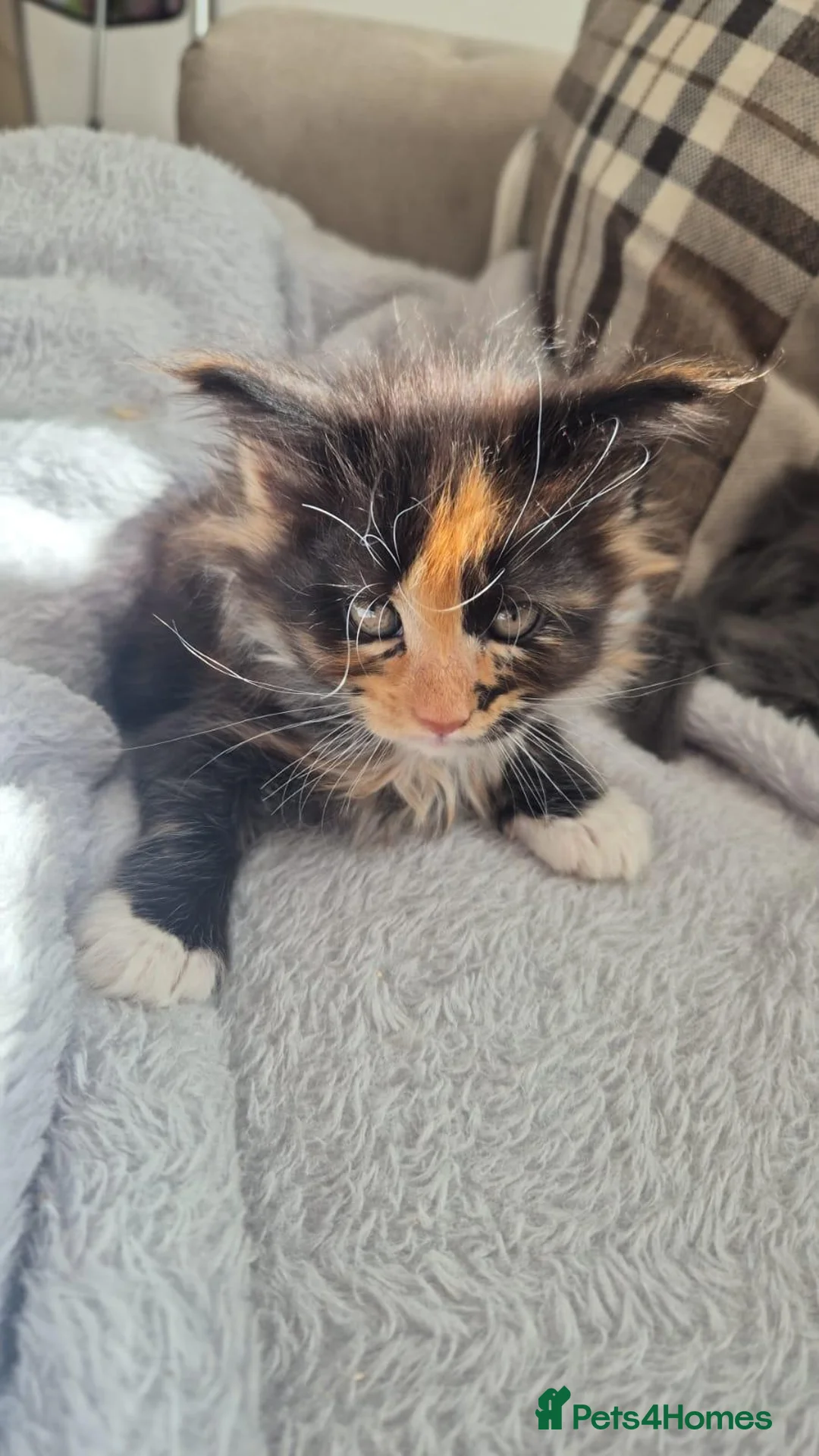 Maine Coon cats for sale: 2 stunning Maine Coon boy n girl for sale 🥰 - Advert 2