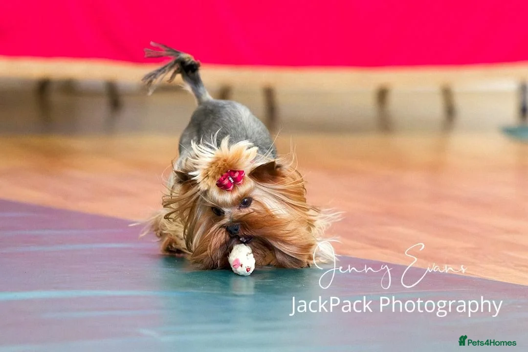 Yorkshire Terrier dogs for stud: Stunning UK champion small stud dog DNA tested in Rotherham - Advert 26