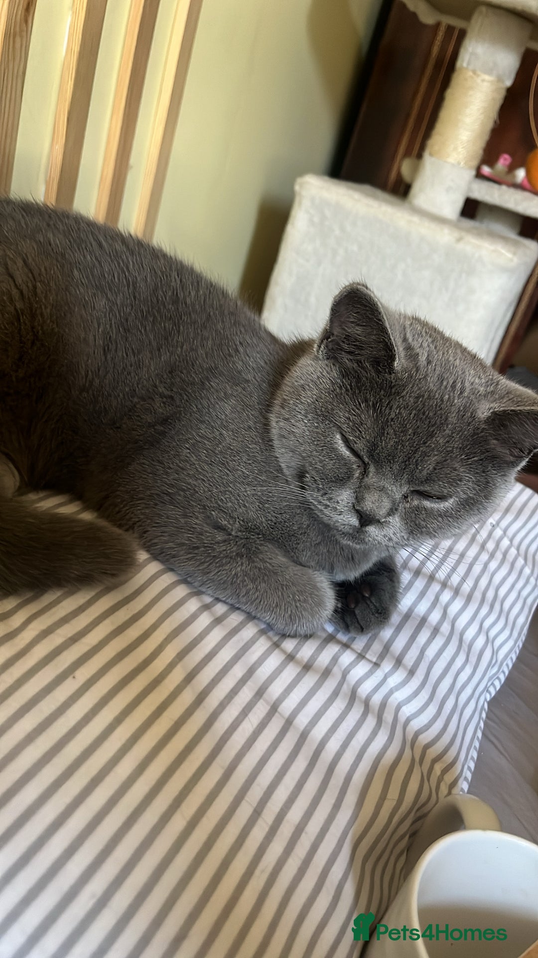 Scottish Fold cats for sale: Scottish Fold Grey Cat - Image 1