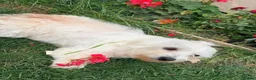 Maltese dogs for sale: Beautiful Maltese Puppies - Advert 9