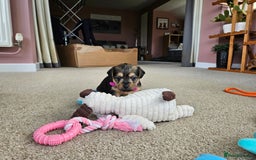 Jackapoo dogs for sale: Jackapoo Puppies - Image 9