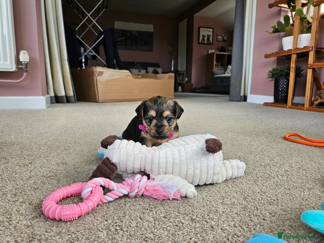 Jackapoo dogs for sale: Jackapoo Puppies - Image 9