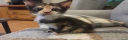 Mixed Breed cats for sale: 2 female tortoise shell kittens - Advert 2