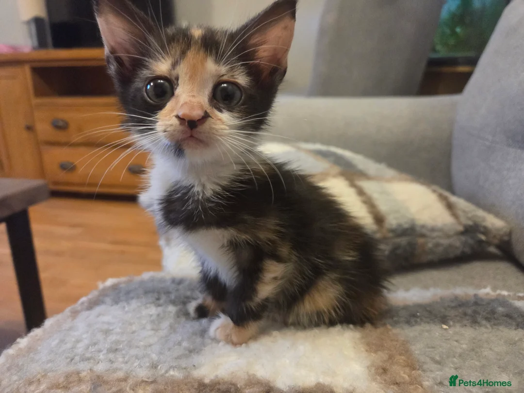 Mixed Breed cats for sale: 2 female tortoise shell kittens - Advert 2