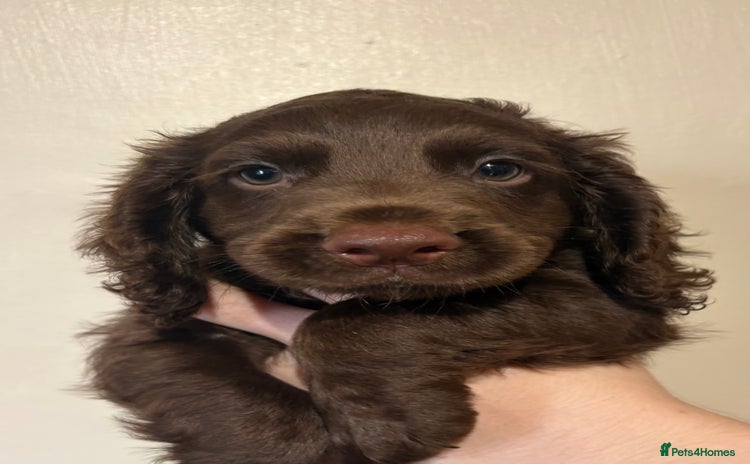 Cocker Spaniel dogs - Advert 3
