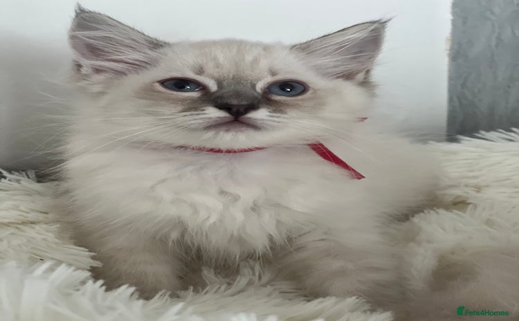 Ragdoll cats - Advert 2