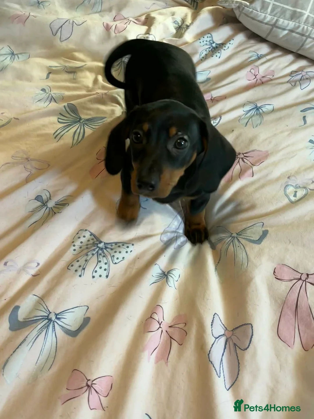 Dachshund dogs for sale: 10 week old pups - Advert 2