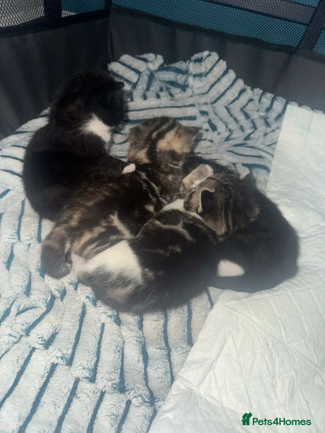 Mixed Breed cats for sale: Two beautiful kittens for sale  - Advert 2