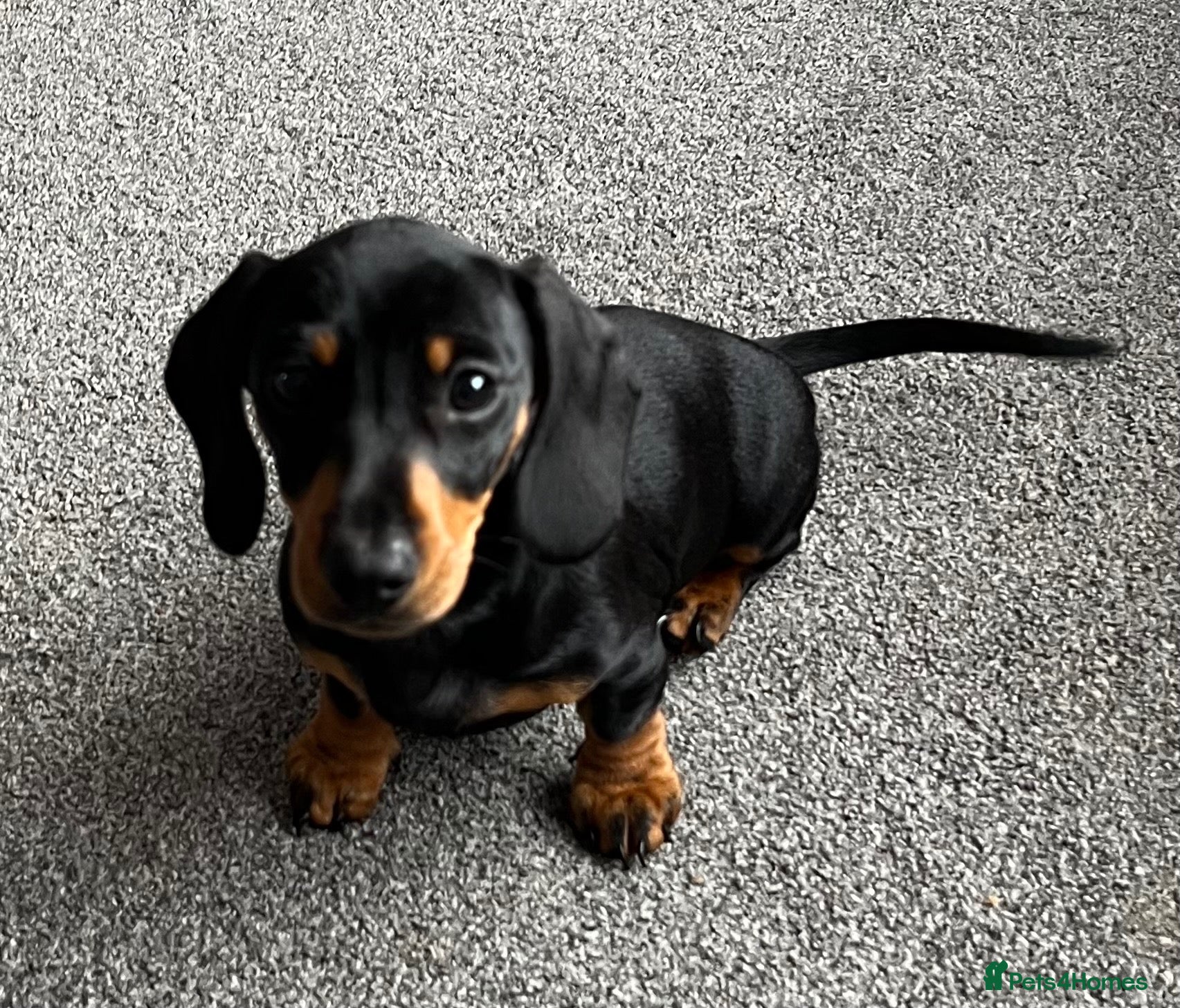 Miniature Dachshund dogs Beautiful little girl.  - Advert 1