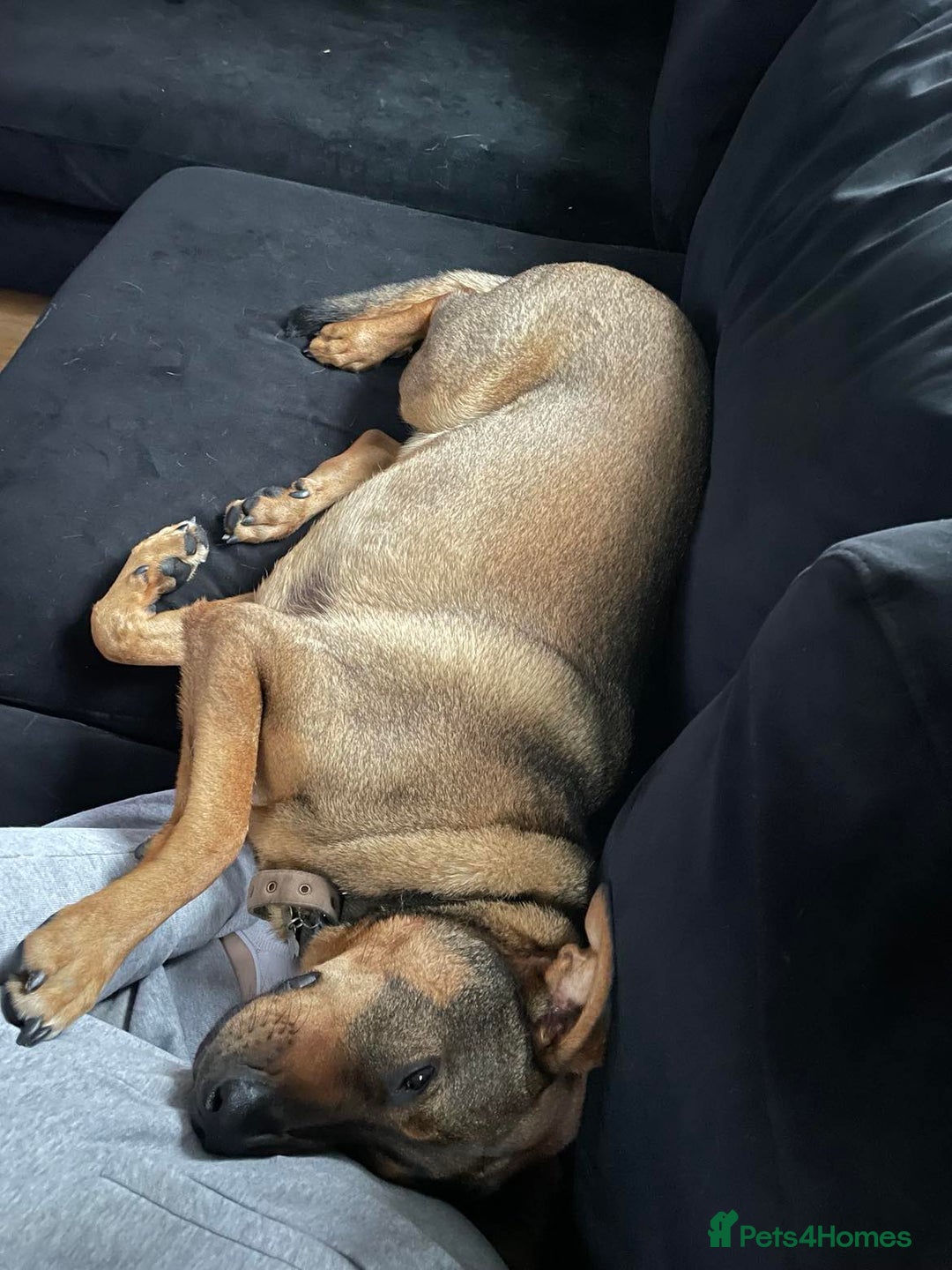 Mixed Breed dogs for adoption: Handsome, lovable Harry - Image 2