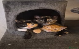 Domestic Shorthair cats for sale: Kittens For Sale - Image 2