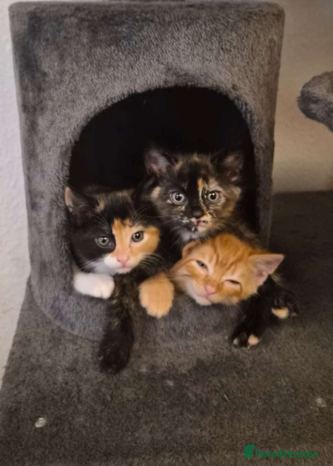 Domestic Shorthair cats for sale: Kittens For Sale - Image 2