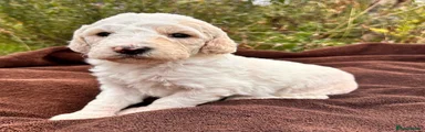 Medium Goldendoodle 1