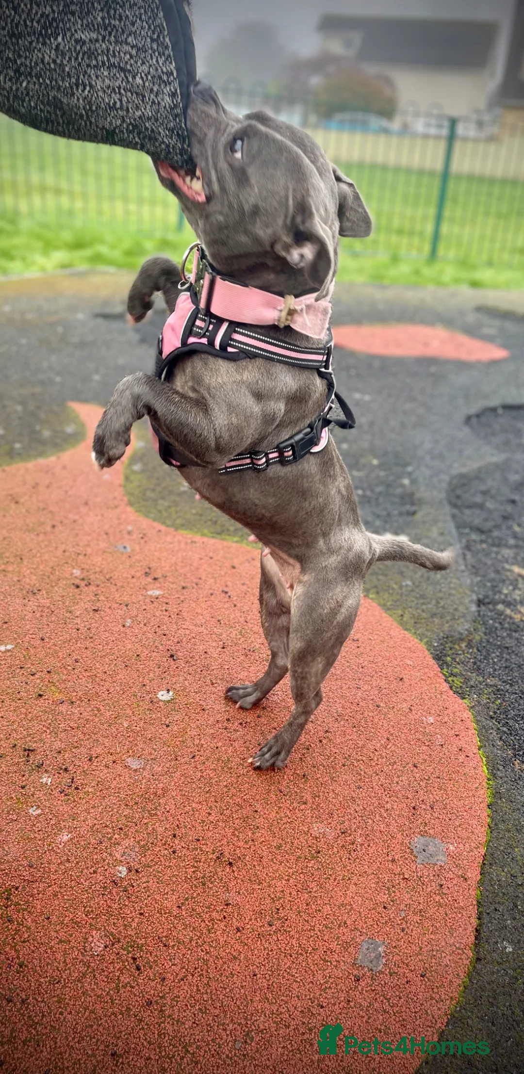 Mixed Breed dogs for sale: French staffys  in Porthcawl - Advert 2