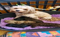 Cavapoo dogs for sale: Gorgeous f1bb Multicolour Cavapoo pups - Image 2