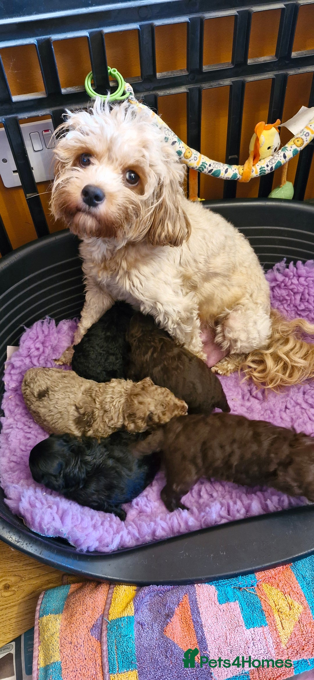 Cavapoo dogs for sale: Gorgeous f1bb Multicolour Cavapoo pups - Image 2