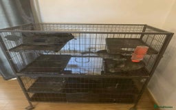 Chinchilla rodents for sale: Pair of male chinchilla s  - Image 1