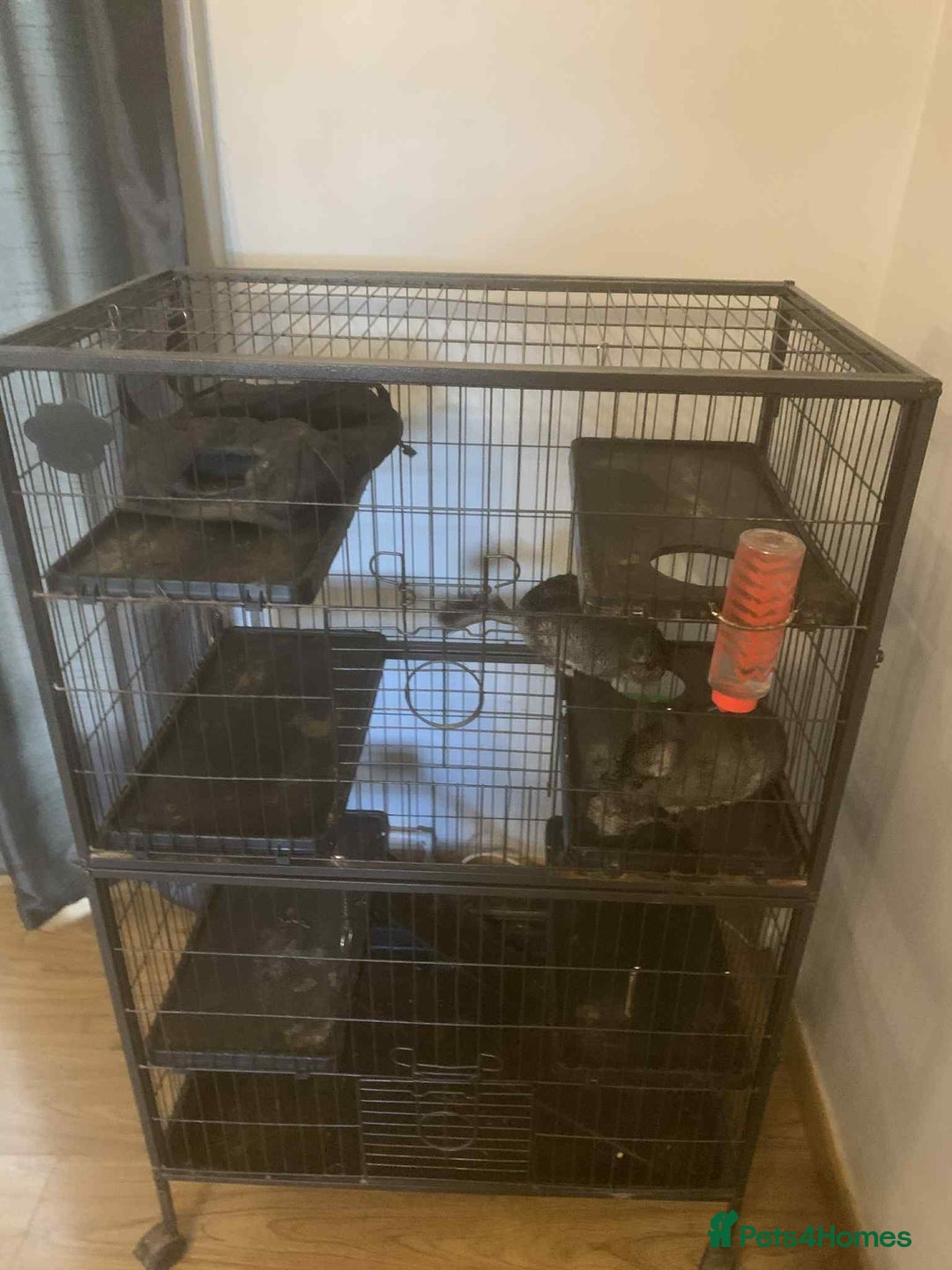 Chinchilla rodents for sale: Pair of male chinchilla s  - Image 1