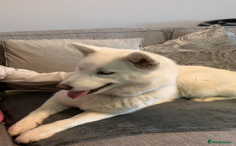 Siberian Husky dogs - Advert 1