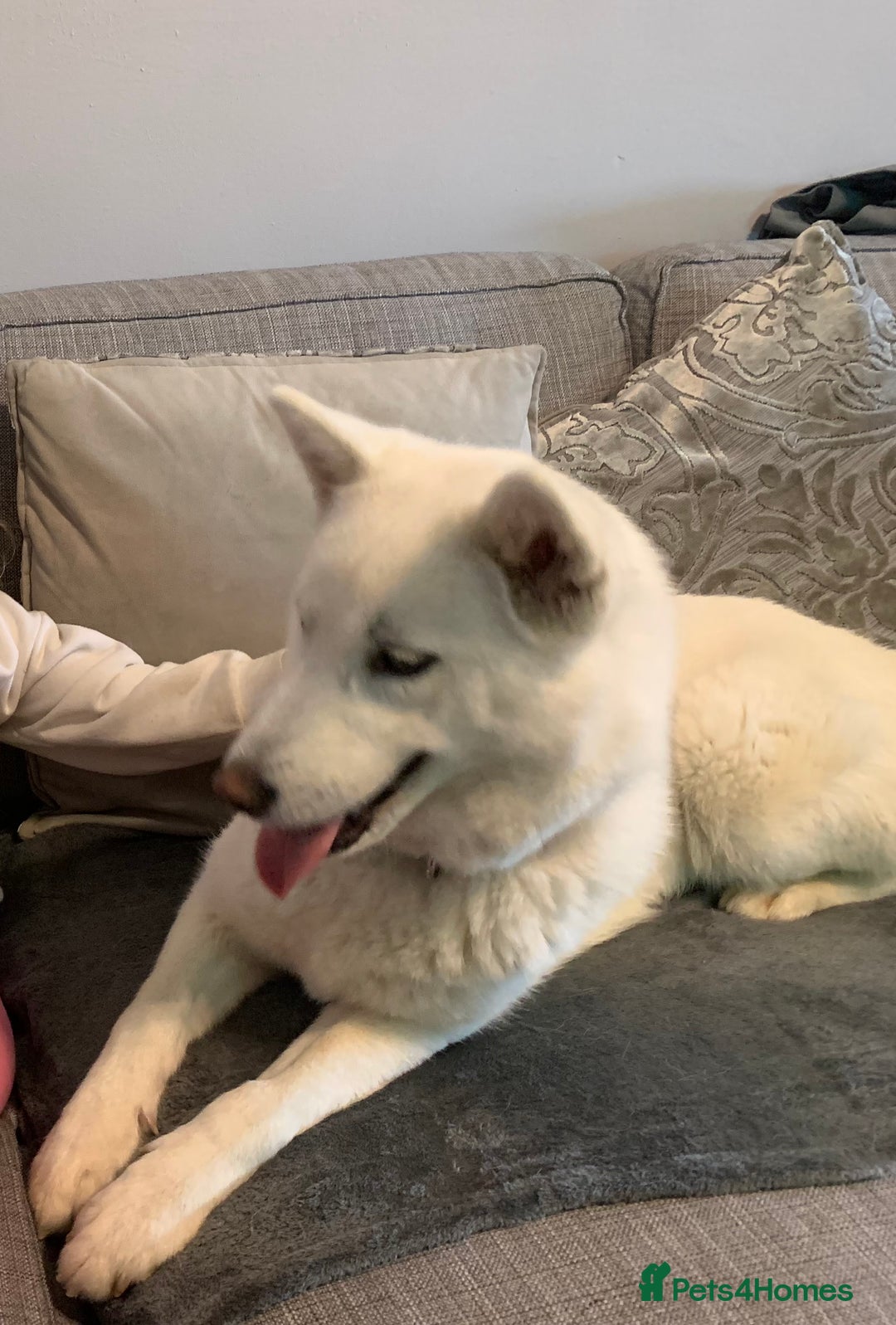 Siberian Husky dogs for sale: Rehoming our gorgeous white husky  - Image 1