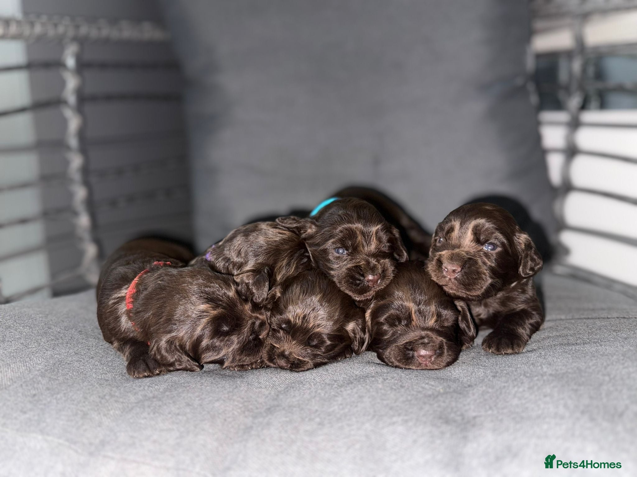 Cocker Spaniel dogs Cocker spaniel puppies  - Advert 1