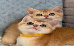 British Shorthair cats for sale: British sh golden kittens NY 12 GCCF  - Image 17