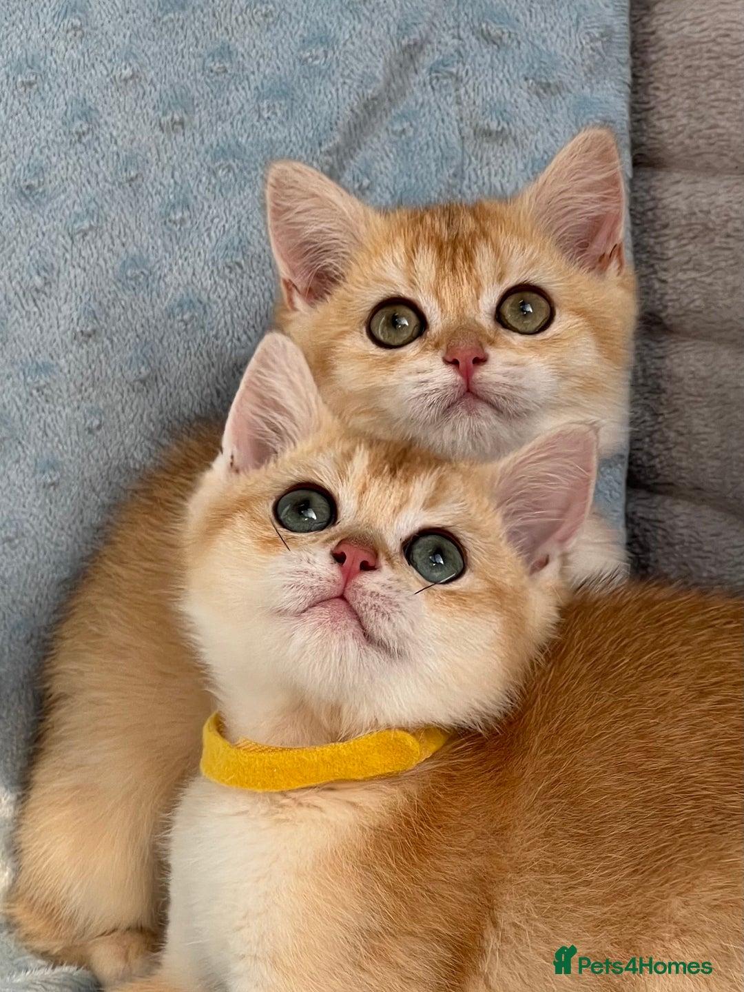 British Shorthair cats for sale: British sh golden kittens NY 12 GCCF  - Image 17
