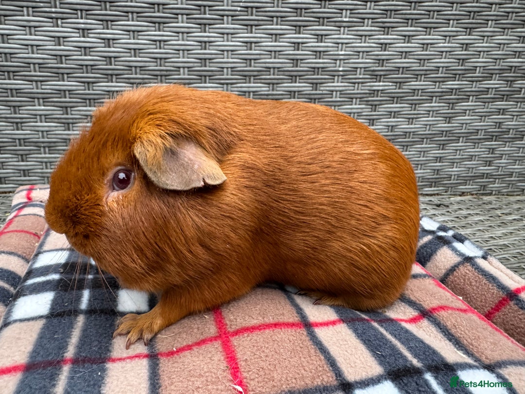 Guinea Pig rodents for sale: Beautiful boys  - Advert 17
