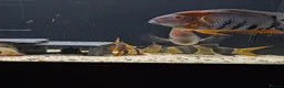 Cichlids fish for sale: South American cichlid's  in Sheffield - Advert 5