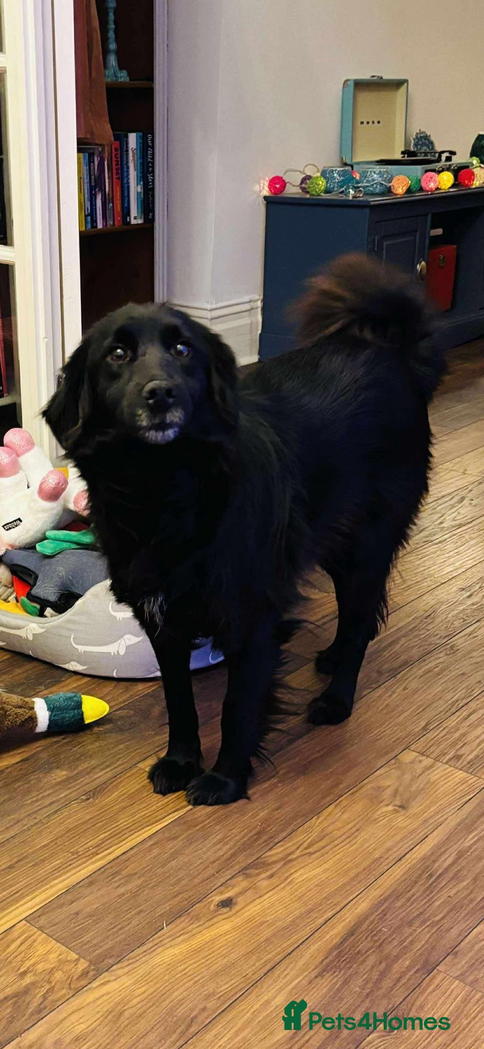 Mixed Breed dogs Gentle Saffie Seeks Patient Forever Family - Advert 1