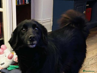 Mixed Breed dogs Gentle Saffie Seeks Patient Forever Family - Advert 1