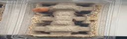 Mixed Breed invertebrates for sale: Fancy springtails , millipedes , beetles , mantis  - Advert 8