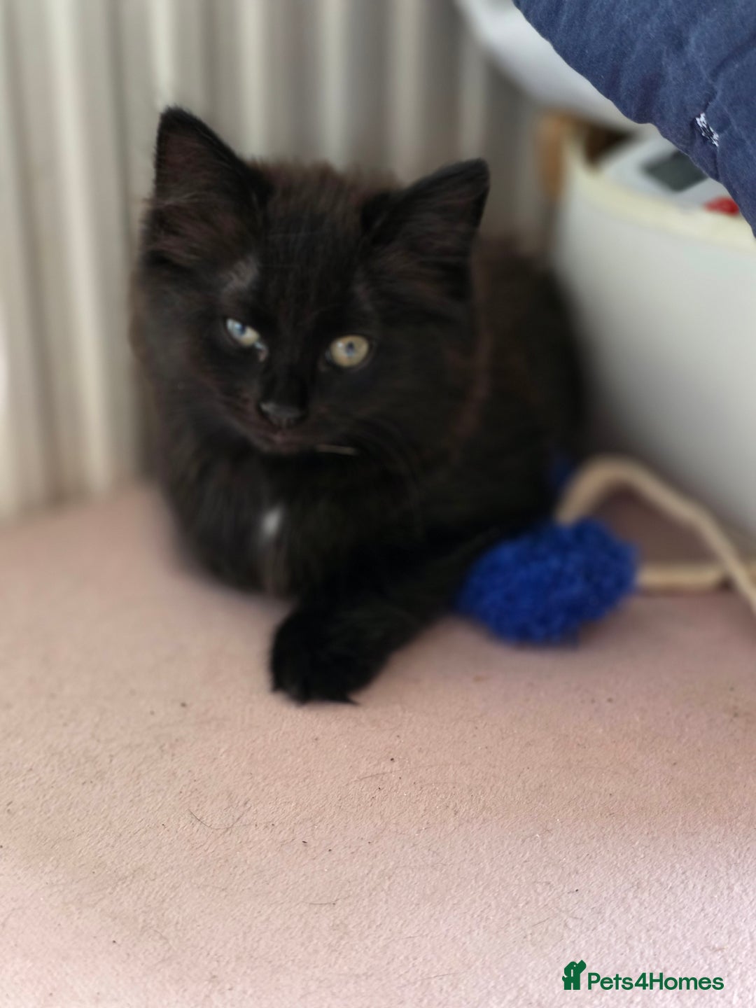 Mixed Breed cats for sale: Kittens for sale - Image 1