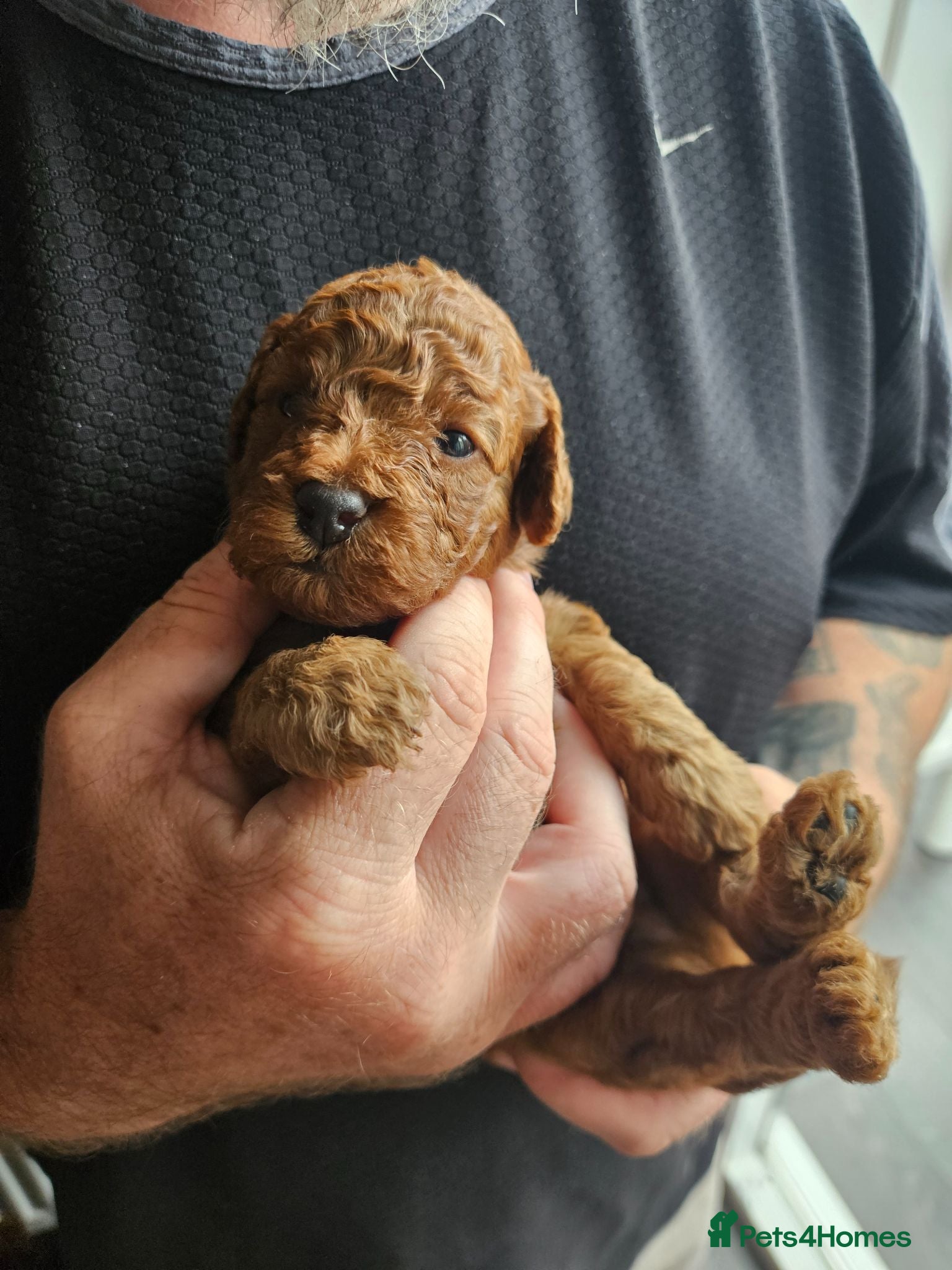 Cockapoo dogs 🐶 Lovable Teddy Bear red Toy Cockapoo Puppies 🐶  - Advert 1