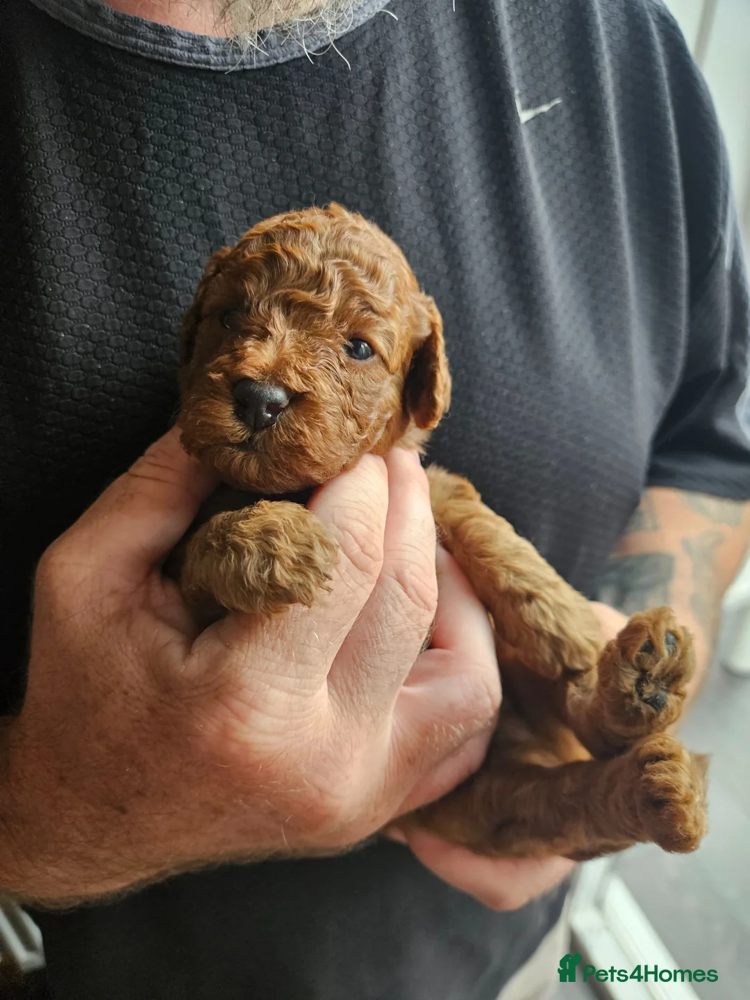 Cockapoo dogs for sale: 🐶 Lovable Teddy Bear red Toy Cockapoo Puppies 🐶  - Advert 1
