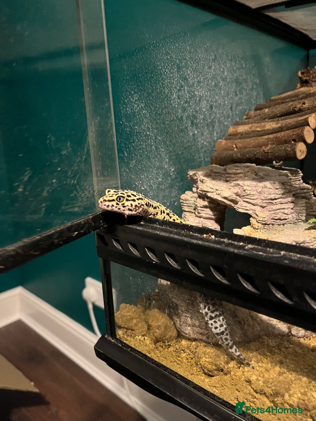 Gecko reptiles for sale: 2 leopard geckos  - Advert 6