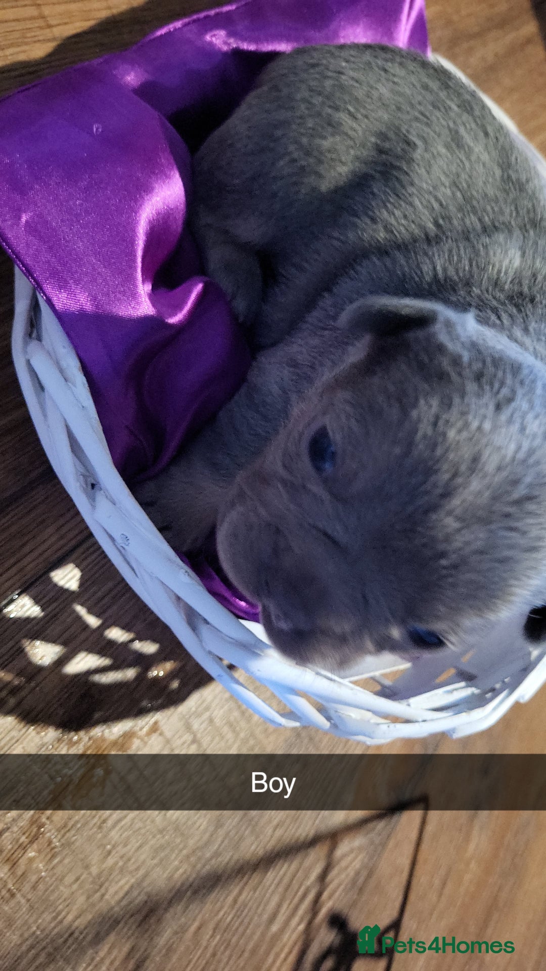 French Bulldog dogs for sale: Frenchie pups  - Advert 4