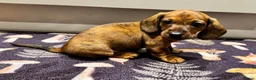 Miniature Dachshund dogs for sale: Ready to go Today!! Mini Dachshund Puppies 🐾  - Advert 13