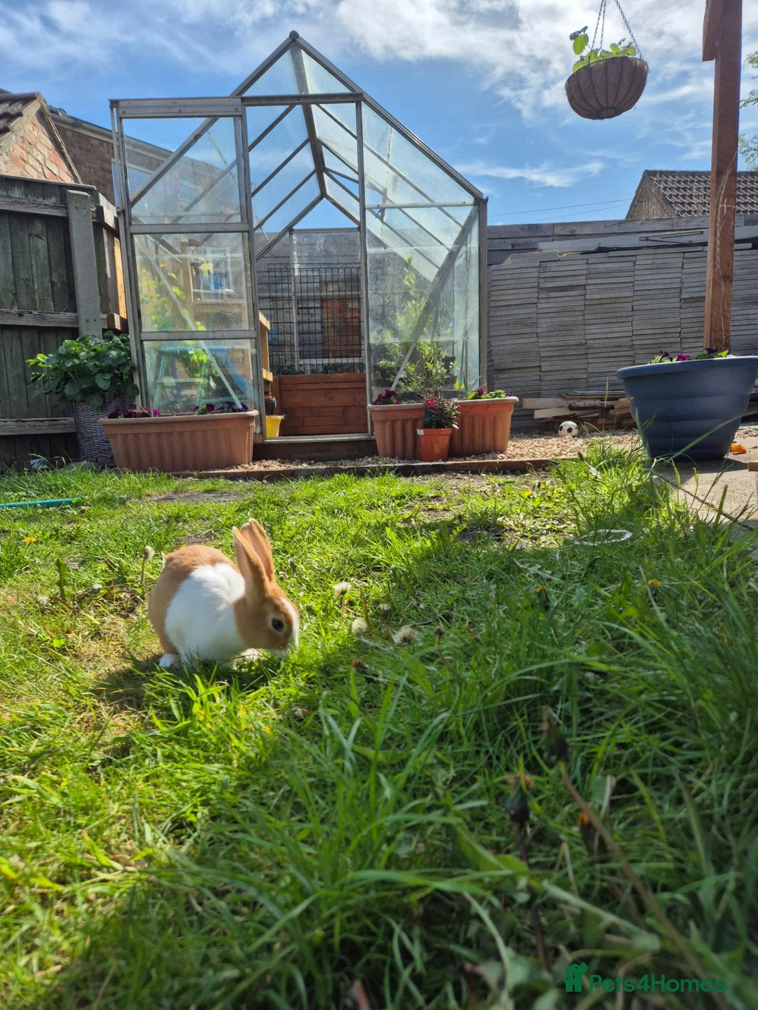 Dutch rabbits for sale: Dutch rabbit female - Advert 1