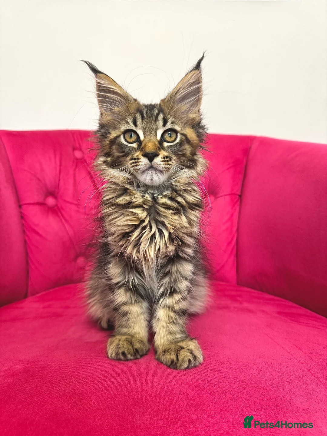 Maine Coon cats for sale: MaineCoon Kittens 🏆20+Gen🧬 Outstadning Pedigree - Advert 14