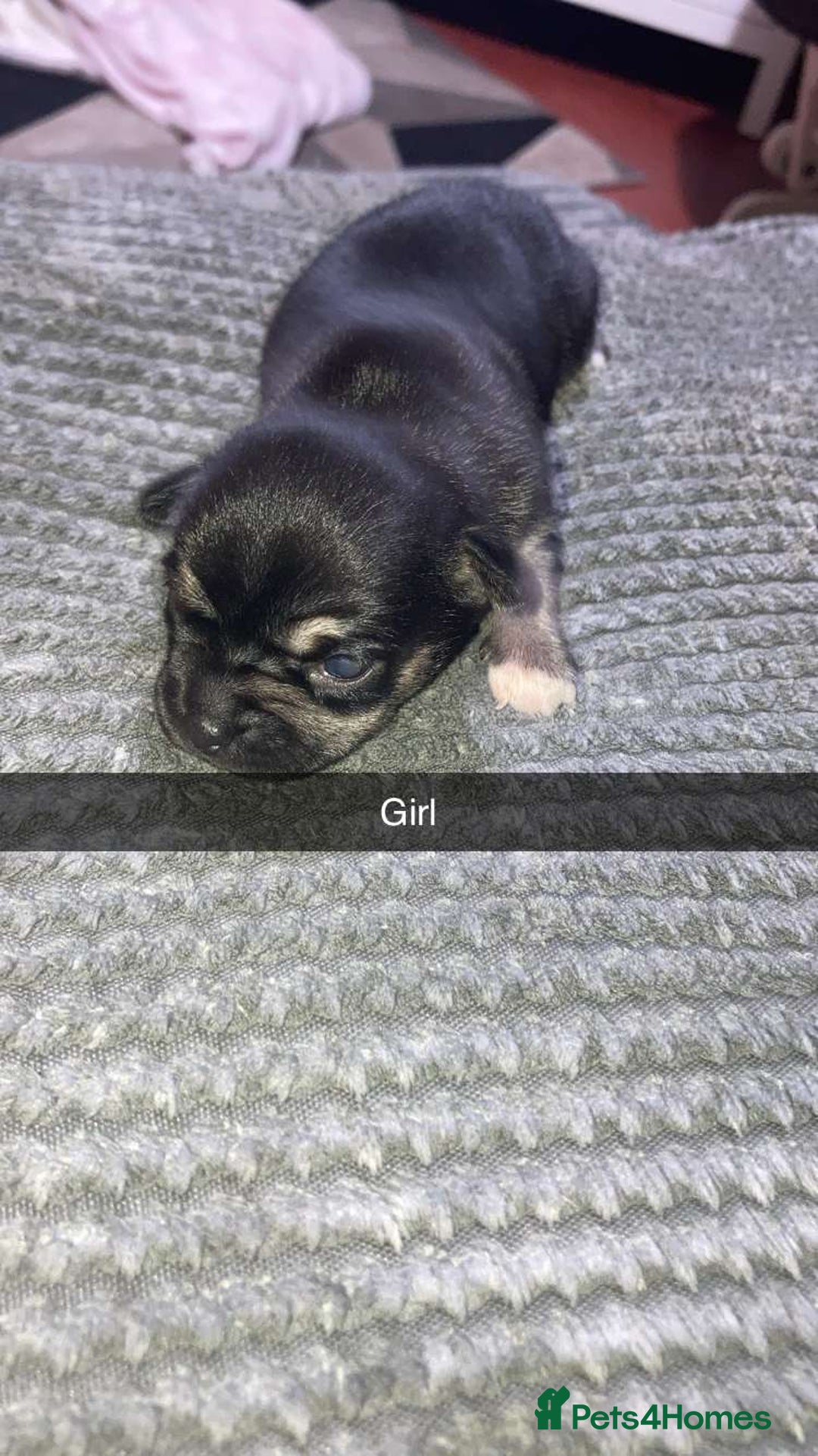 Chihuahua dogs for sale: Puppies for sale  - Image 1