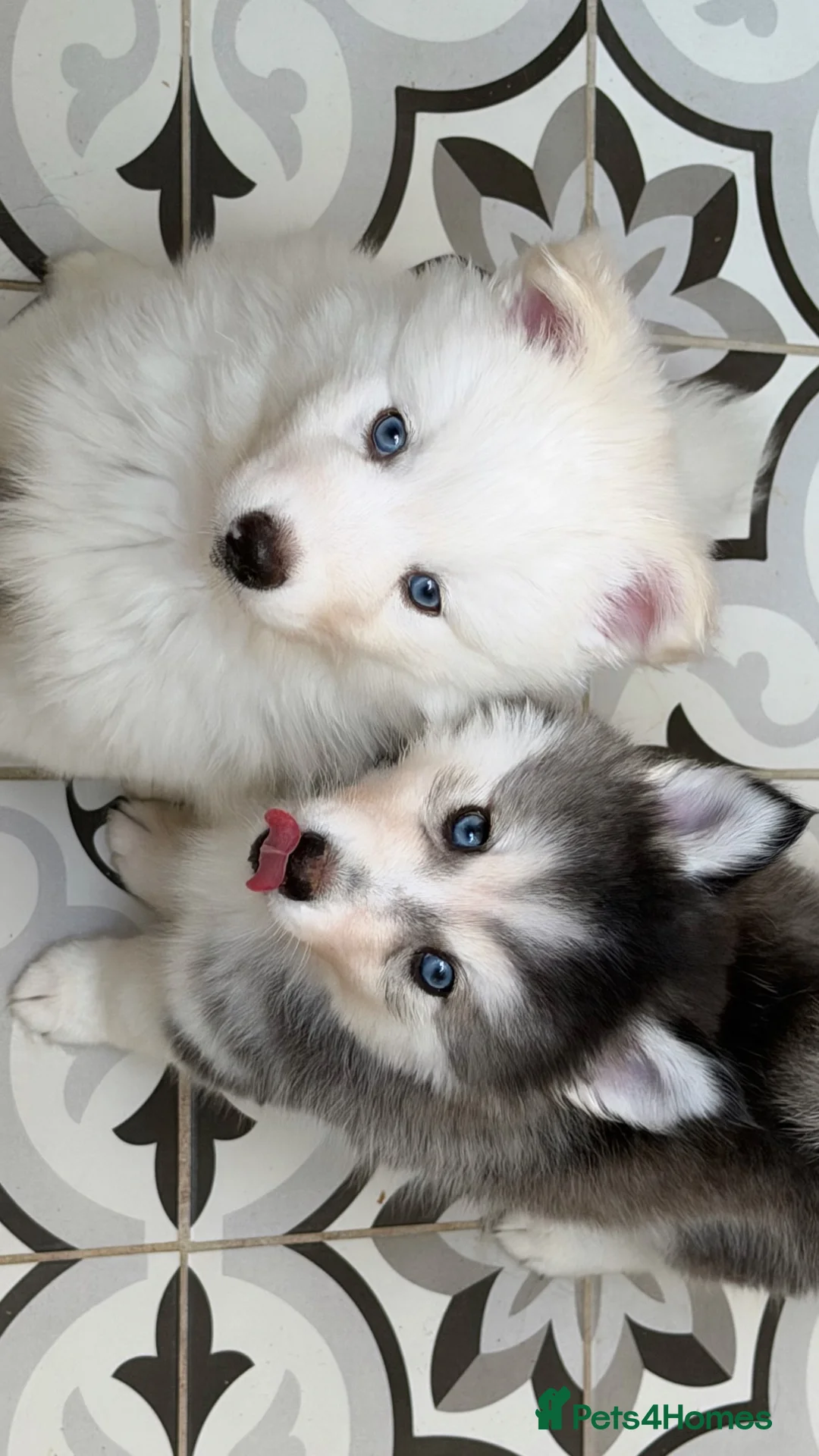 Pomsky dogs for sale: Blue Eyed Pomsky Girl in London *available* - Advert 9