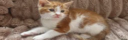 Domestic Shorthair cats for sale: Ginger females & tuxedo male - Advert 6