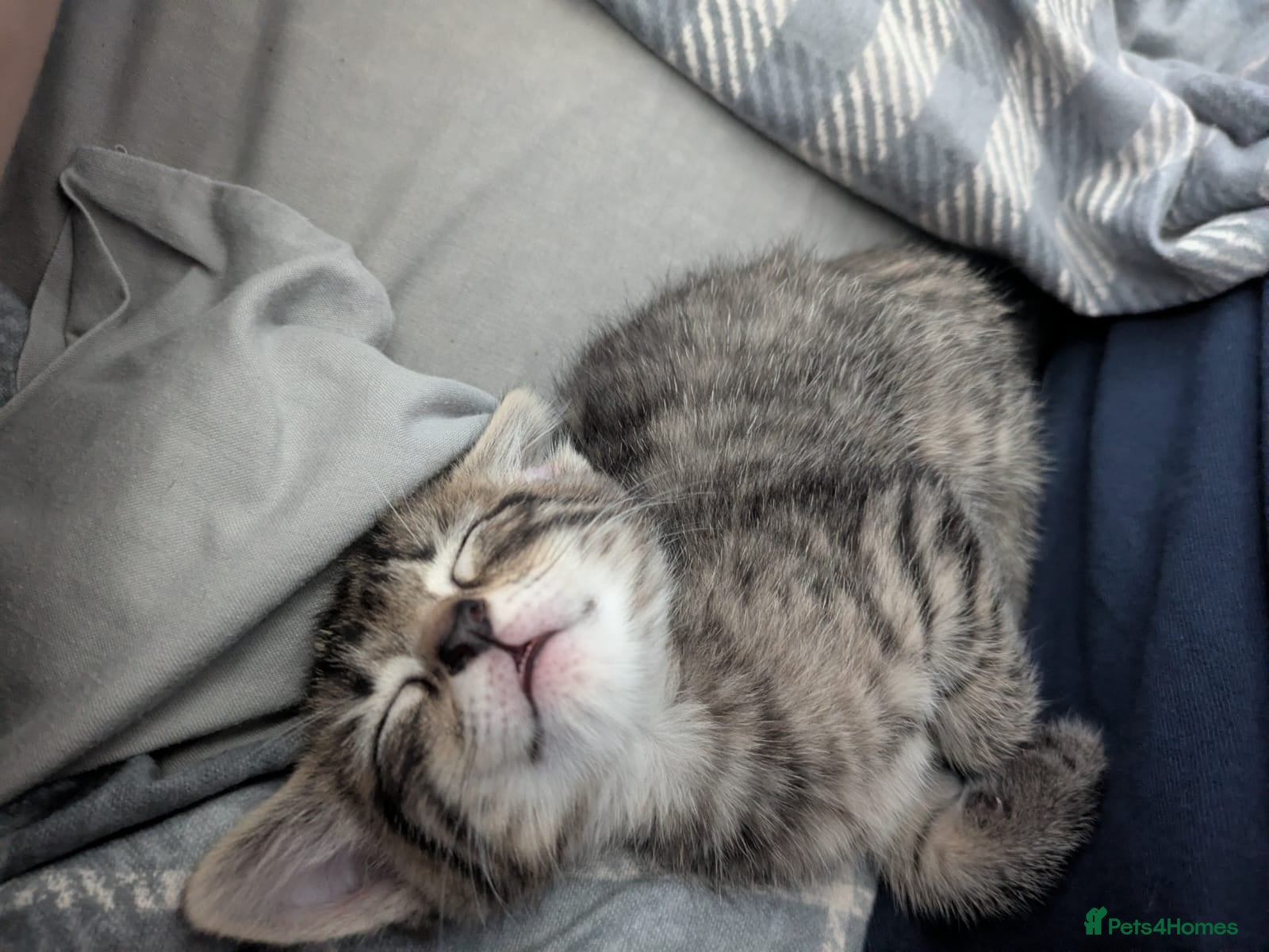 British Shorthair cats 2 female tabby kittens  - Advert 1