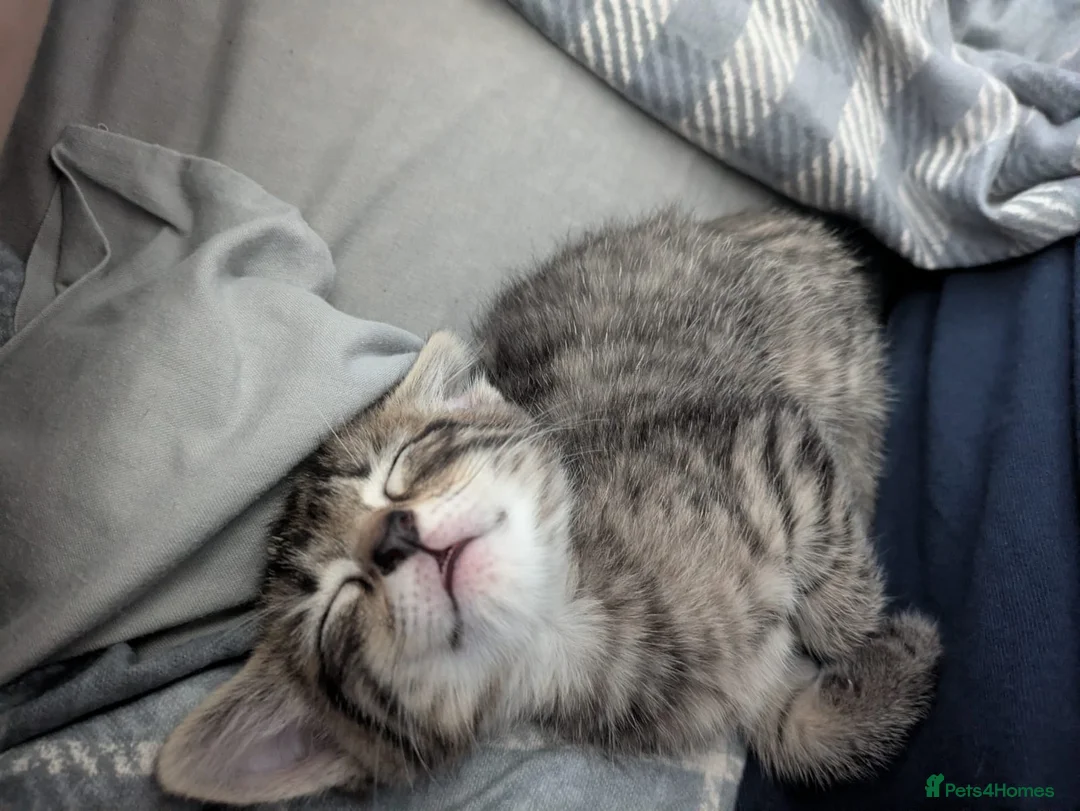 British Shorthair cats for sale: 2 female tabby kittens  - Advert 1