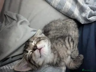 British Shorthair cats 2 female tabby kittens - Advert 1