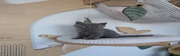 British Shorthair cats for sale: GCCF Registered Kittens  - Advert 14