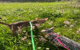 Ocicat cats for sale: Ocicat Kittens Available in Aberdeenshire in Alford - Image 4